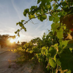 Vigna al tramonto